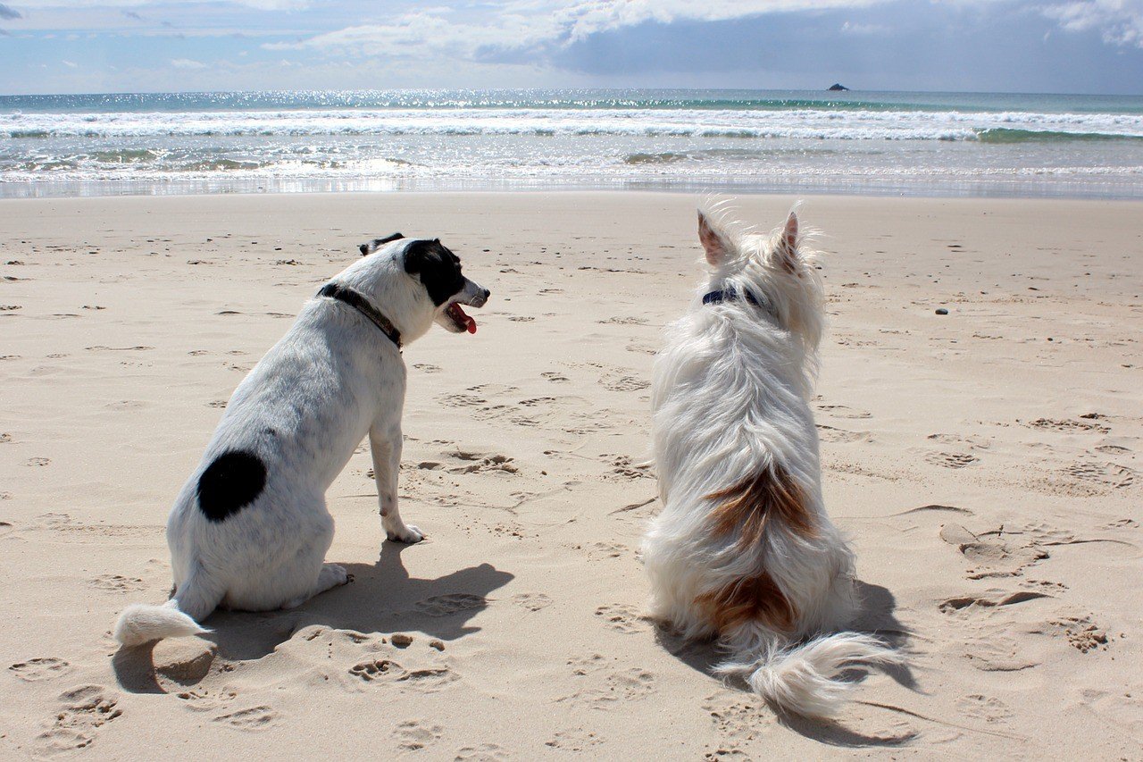 Dogs Relaxing on the Beach
