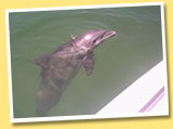 Friendly Dolphin on Boat Cruises