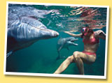 Ride Boats in Panama City Beach and See Dolphins