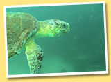 Sea Turtles on Waverunner Tours