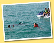 See Dolphins On Waverunner Tours
