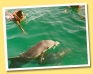 Swim With Dolphins on Boat Cruises