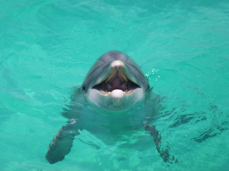 see dolphins in the wild panama city beach