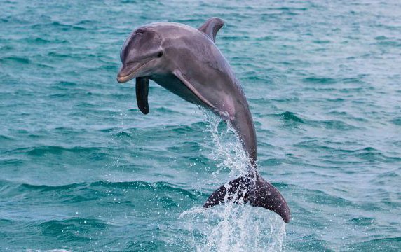 Forehead of bottlenose dolphin echolocation