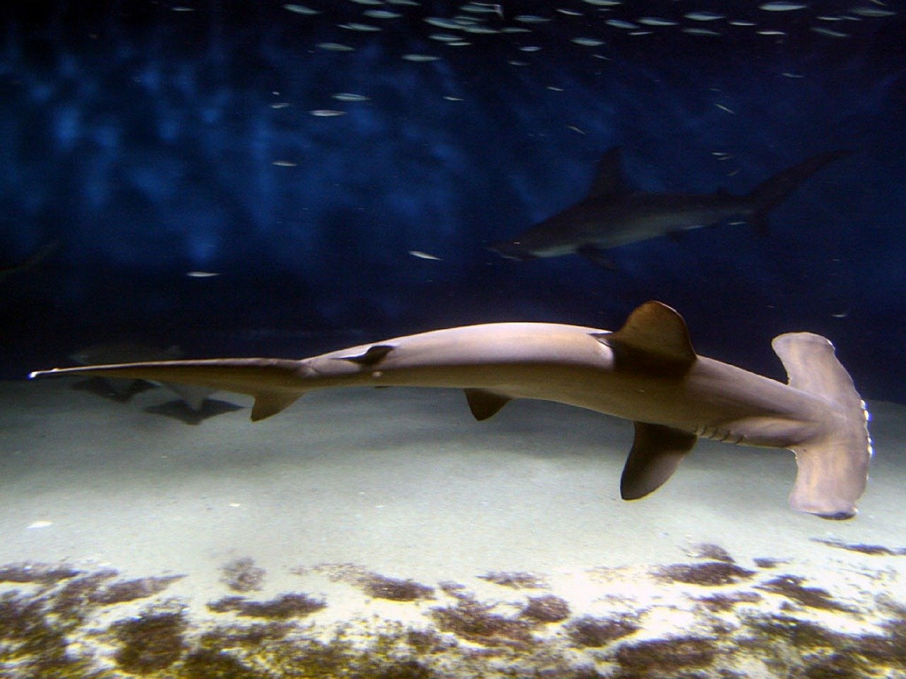 hammerhead shark swims in clear waters over white sand