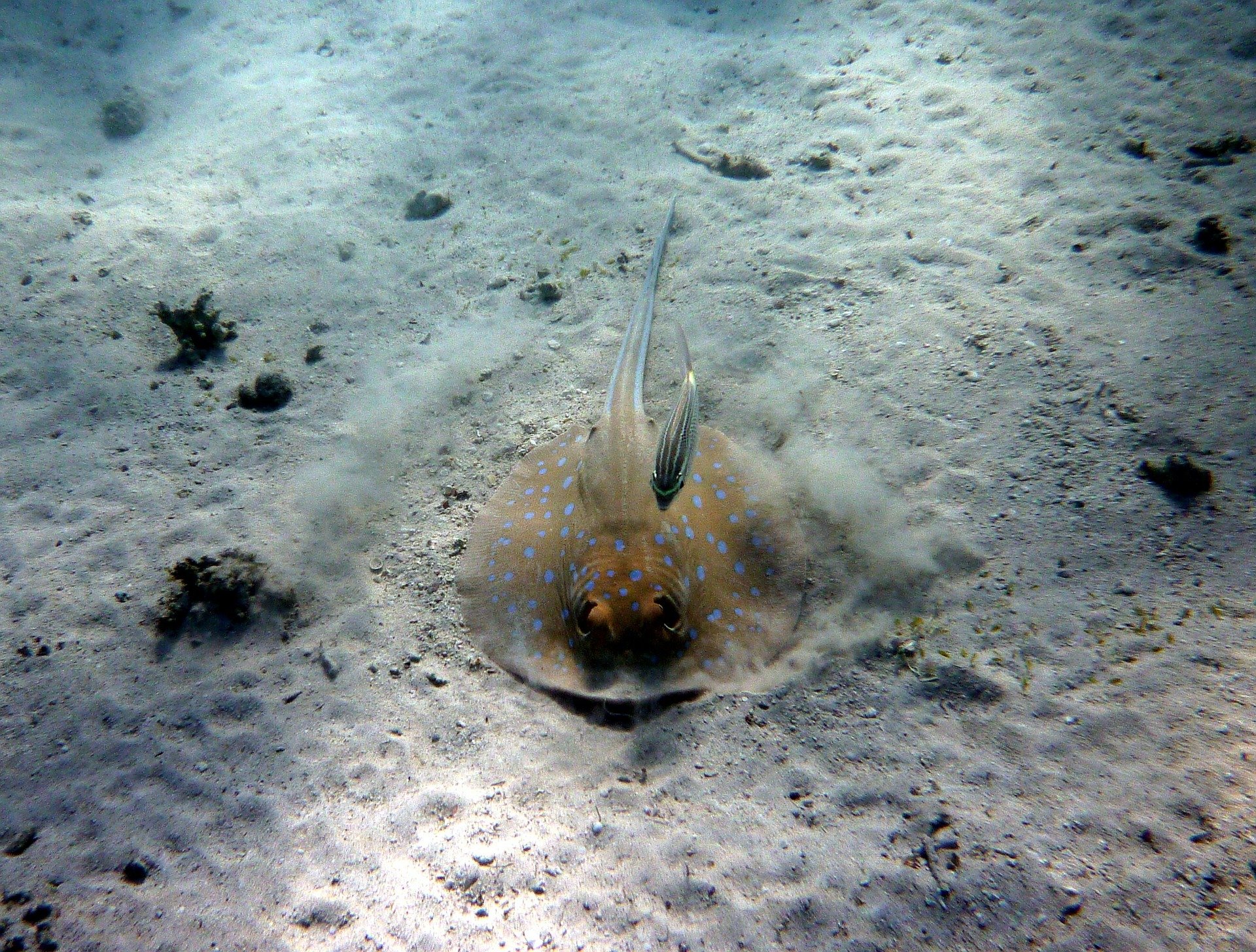 stingray rests on the sand, hard to see on the pale sand
