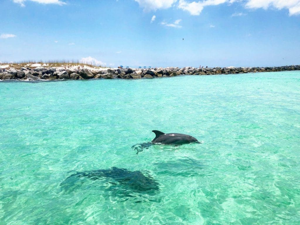 sunset dolphin tours panama city beach