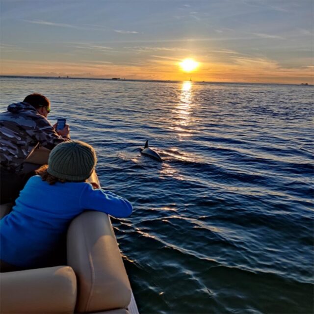 dolphin tour at sunset