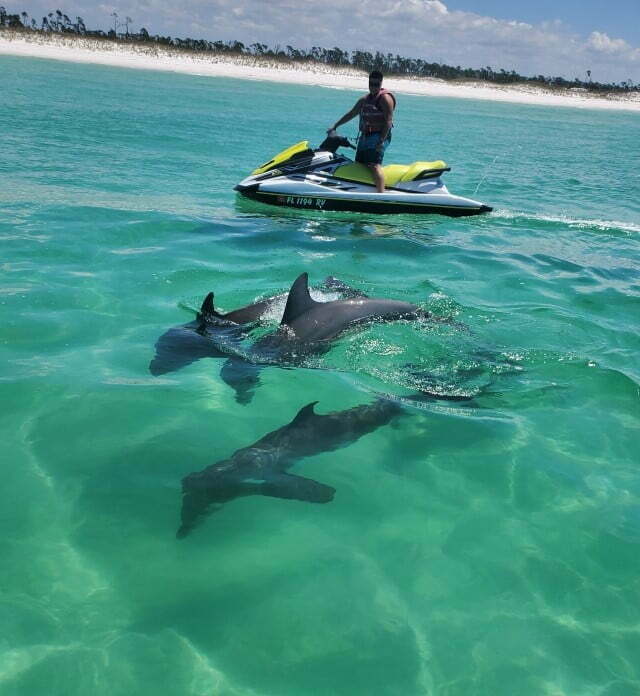 Shell island waverunner dolphin tour