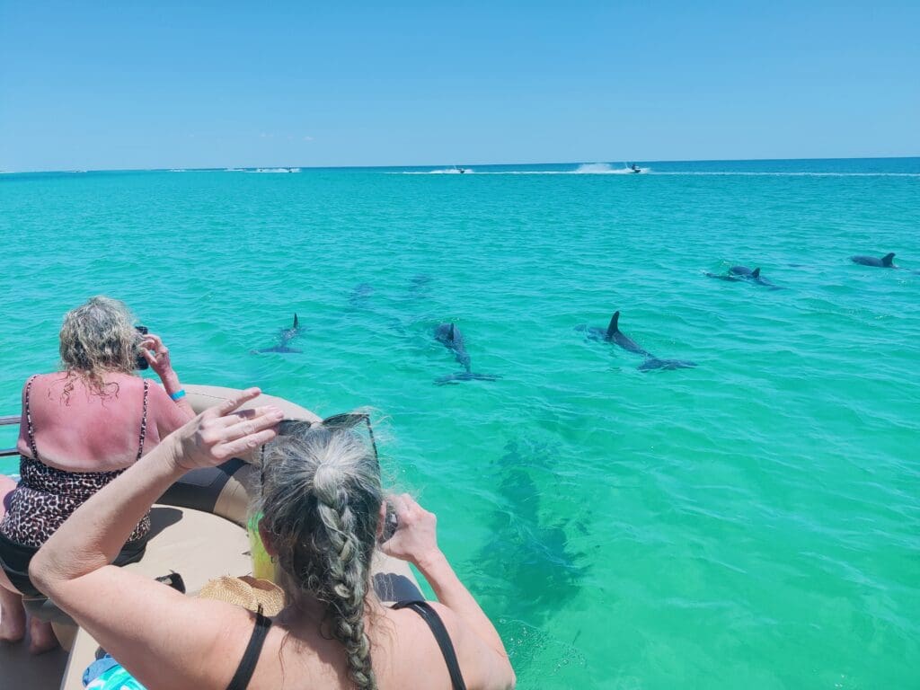 Dolphin Tours panama city beach, Go swimming, snorkeling with Dolphin