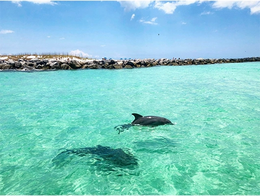 Amazing Dolphin Sightings